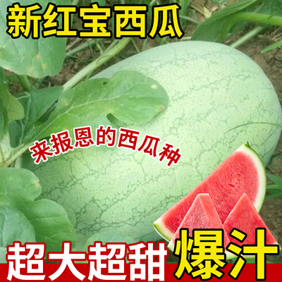 新红宝西瓜种子四季种植水果种子