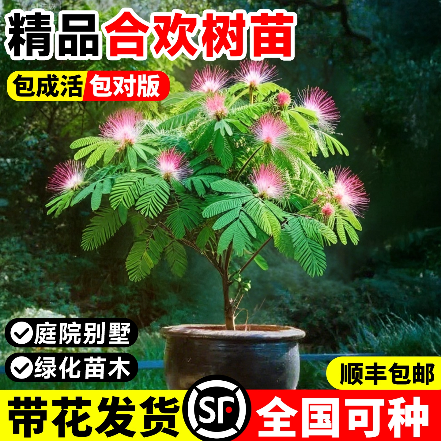 合欢花树苗绒花树室外风景树耐寒旱工程地栽大树乔木庭院地栽盆栽