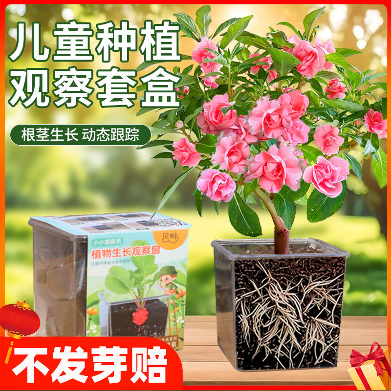 凤仙花种子儿童种植小盆栽向日葵太阳花种籽学生实验观察四季开花