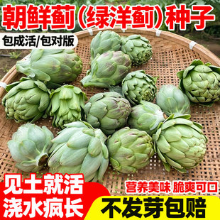 朝鲜蓟绿洋蓟种子法国洋百合菊蓟四季种植蔬菜春秋冬易活盆栽高产