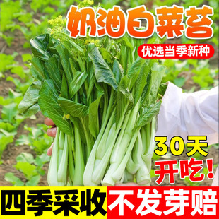 奶油白菜苔种子油青甜菜心种籽春夏季红菜芯种孑四季小青菜蔬菜籽