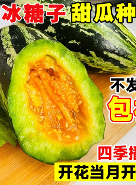 冰糖子甜瓜种籽超甜高糖花皮甜瓜