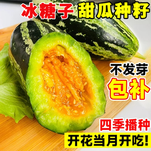 冰糖子甜瓜种籽超甜高糖花皮甜瓜四季 种子早熟脆甜羊角蜜香瓜种孑