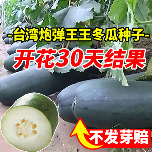 台湾炮弹王冬瓜种子早熟高产特大青皮冬瓜种籽庭院阳台盆栽蔬菜苗