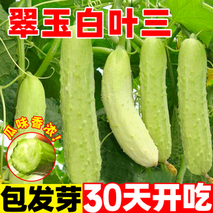 翠玉白皮黄瓜种子长白水果黄瓜籽脆嫩水果蔬菜中早熟四季阳台高产