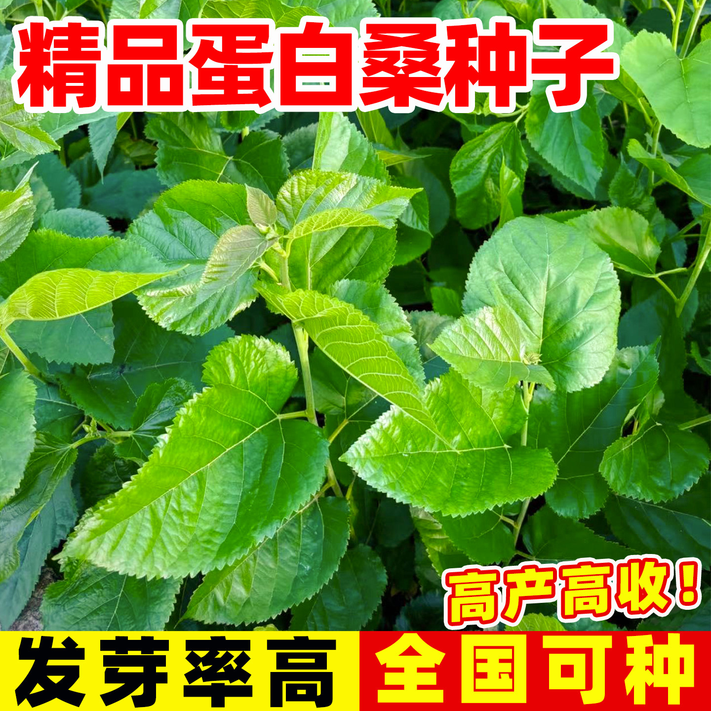 蛋白桑种子高产杂交饲料桑多年生