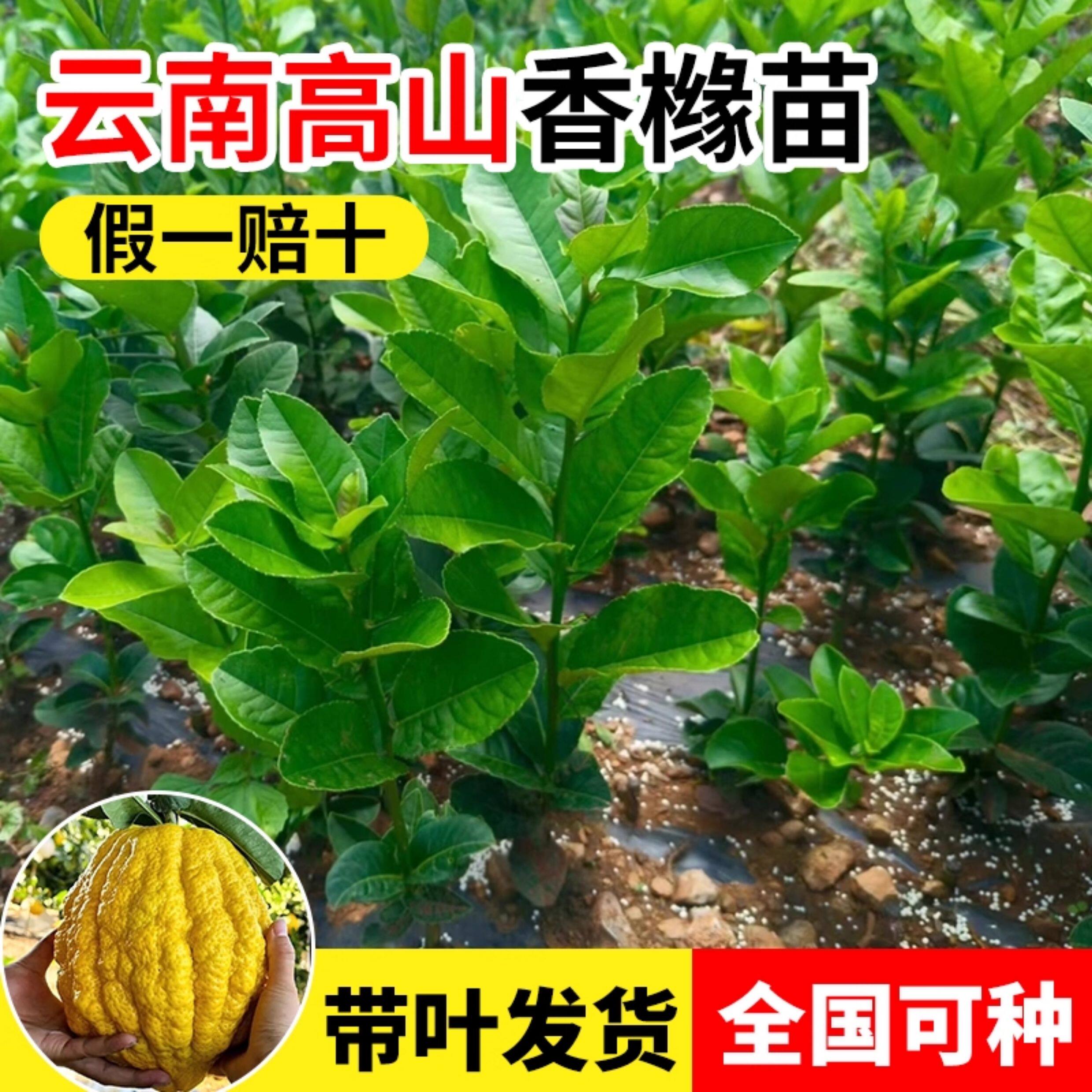 香橼树苗云南高山种植大果香橼果佛手柑树苗南方种植盆栽地栽带叶