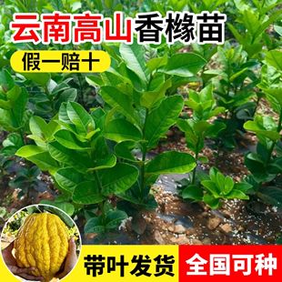香橼树苗云南高山种植大果香橼果佛手柑树苗南方种植盆栽地栽带叶