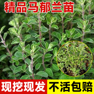 马郁兰盆栽苗可食用香草料理马约兰芳香甜马玉兰四季阳台花卉植物