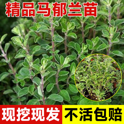 马郁兰盆栽苗四季甜马玉兰