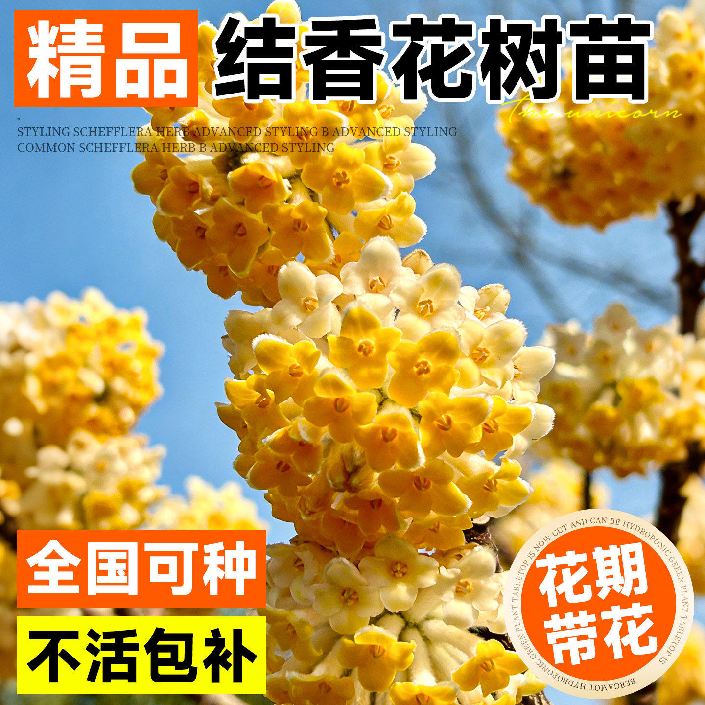 结香花树苗庭院风景别墅园林绿化耐寒植物四季梦花大苗木花卉盆栽