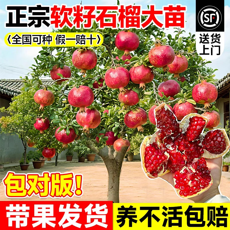 特大石榴树树苗突尼斯软籽无籽石榴盆栽地栽种植蒙阳红树带土果苗