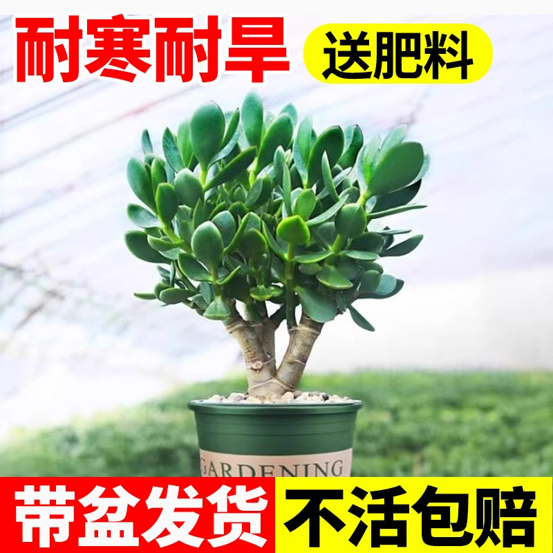 玉树盆栽老桩大株盆栽植物室内图片