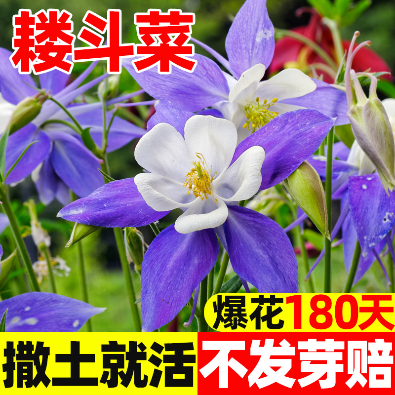 耧斗菜种子重瓣猫爪花四季