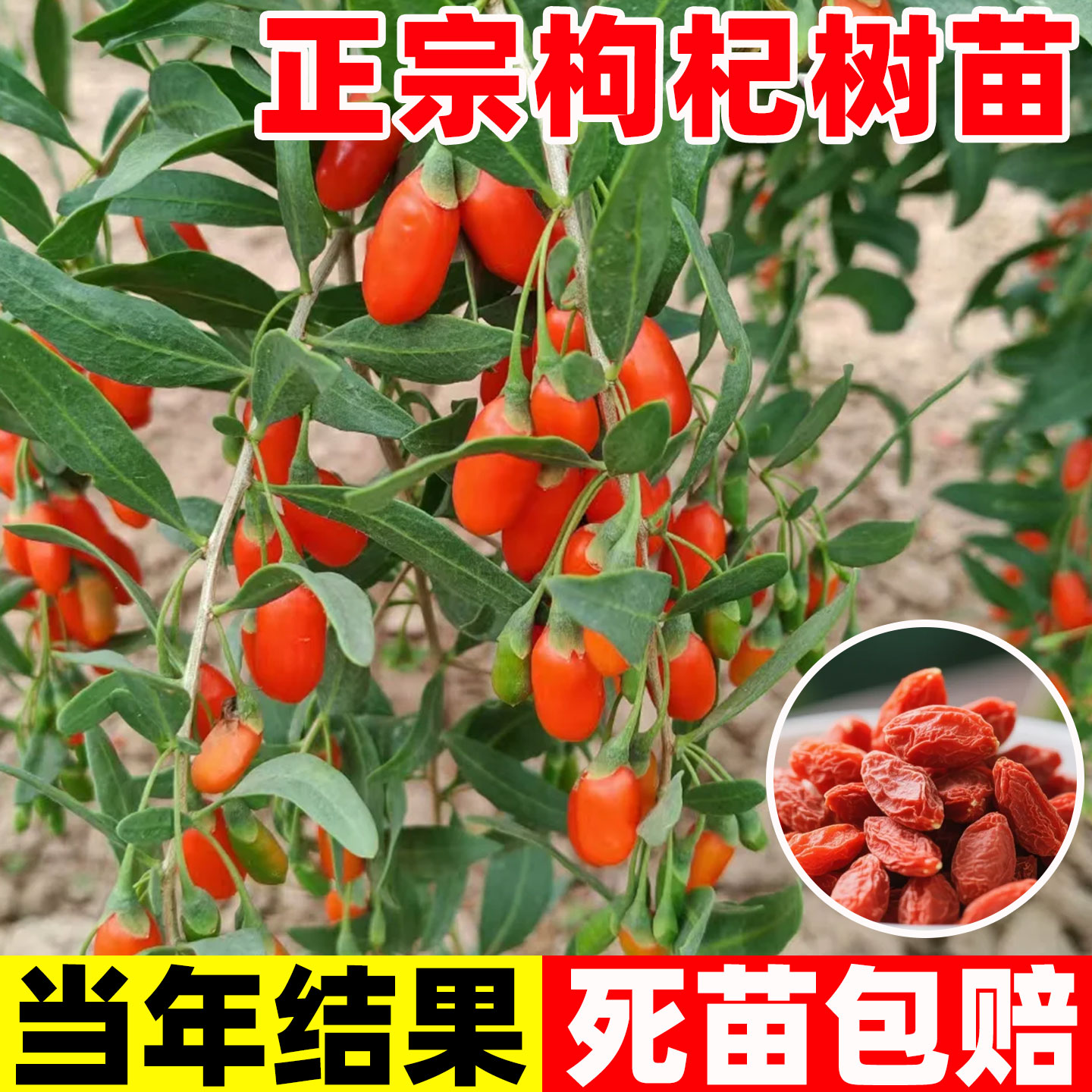 枸杞树苗老桩红黑阳台盆栽图片