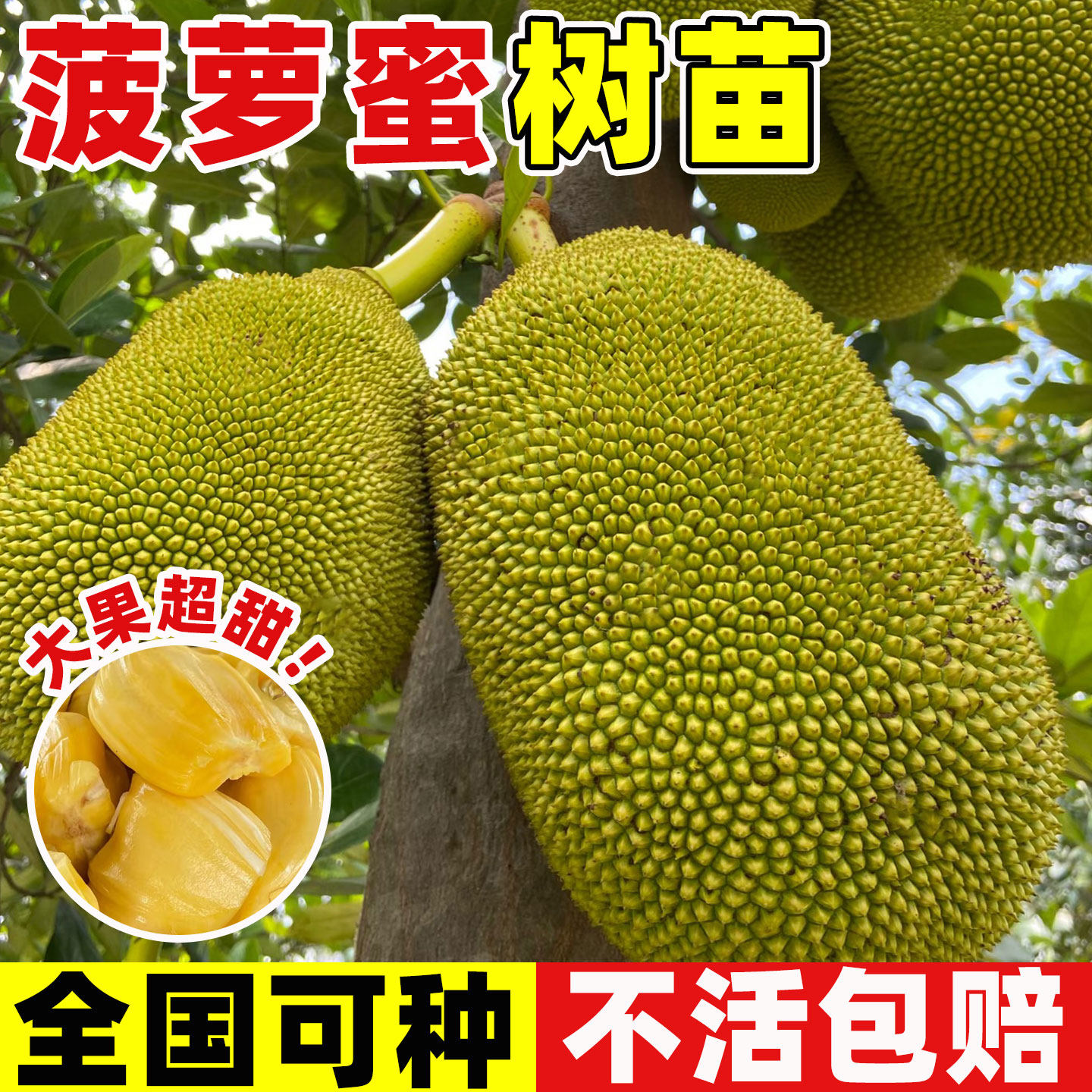 菠萝蜜树树苗嫁接果树果苗室内外庭院四季水果苗盆栽种苗耐寒榴莲
