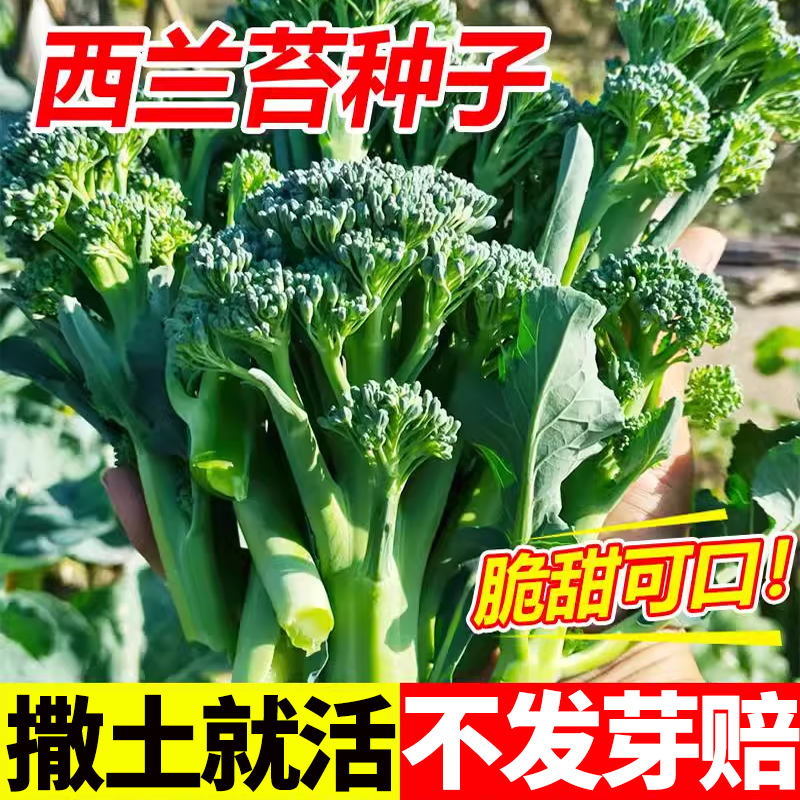 西兰苔种子农家蔬菜种籽四季菜园