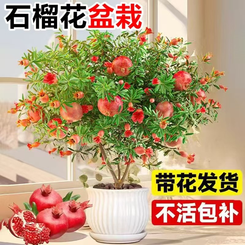石榴花苗盆栽带花老桩树苗室内客厅观赏果树花卉盆景阳台好养绿植