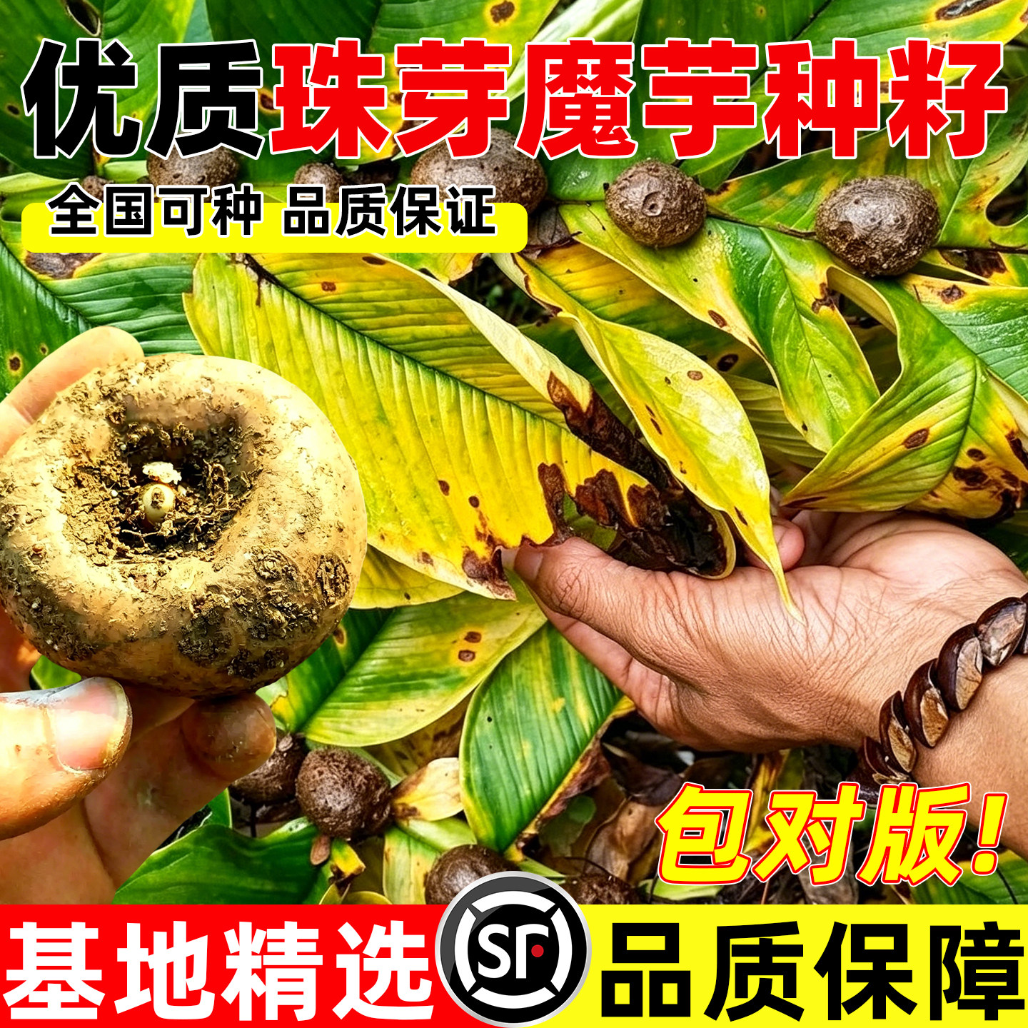 正宗珠芽魔芋种子四季播种农家精选良种高发芽率经济作物种植种苗