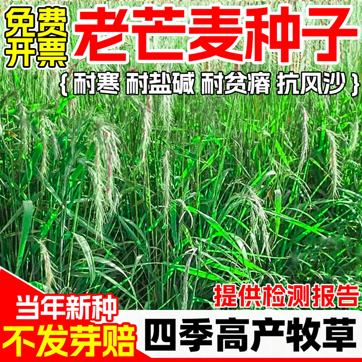 老芒麦种子护坡固土耐旱耐盐碱抗