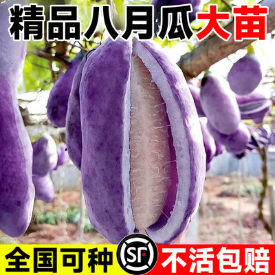 无籽八月瓜树苗大炸果野水