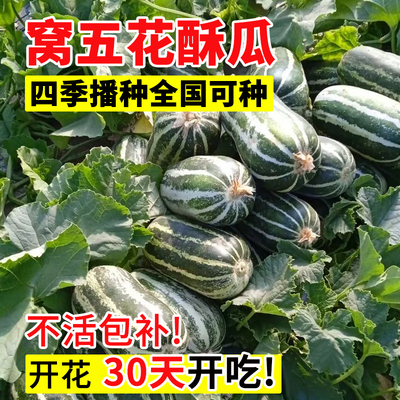 窝五花酥瓜种子早熟抗病高产四季