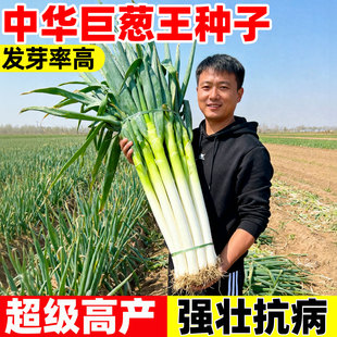 中华巨葱王大葱种子四季小香葱种籽大田农家阳台庭院盆栽速生蔬菜