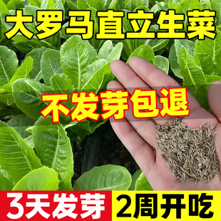 大罗马直立生菜种子奶油孔雀生菜籽种大全四季种植耐抽薹玻璃生菜