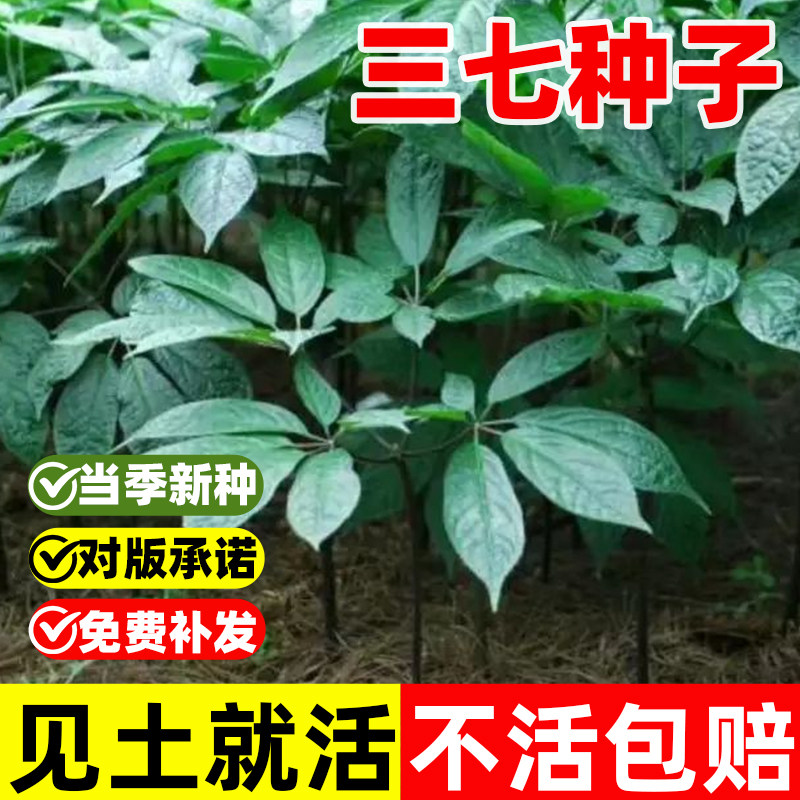 三七种子中药材云南文山红籽三七种籽四季种植易成活多年生植物苗