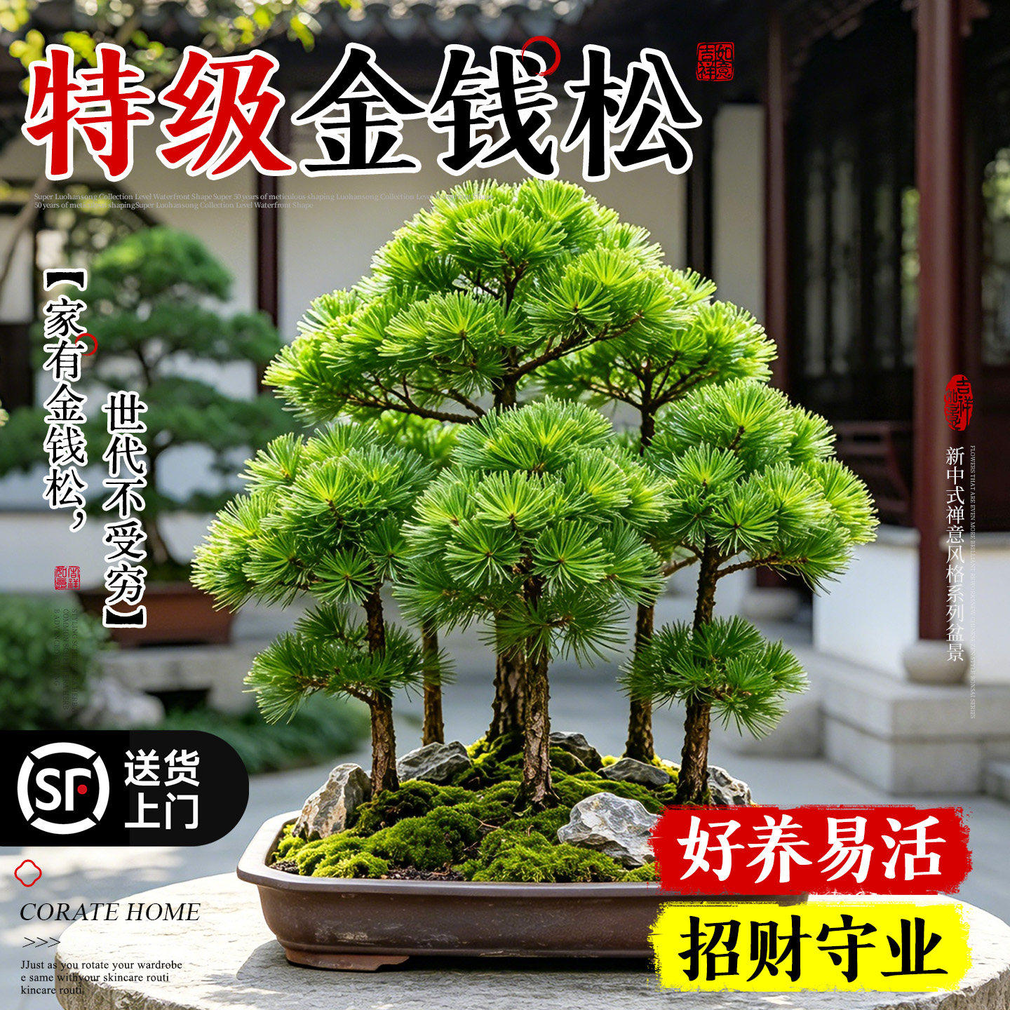 金钱松盆景丛林造型室内外庭院客