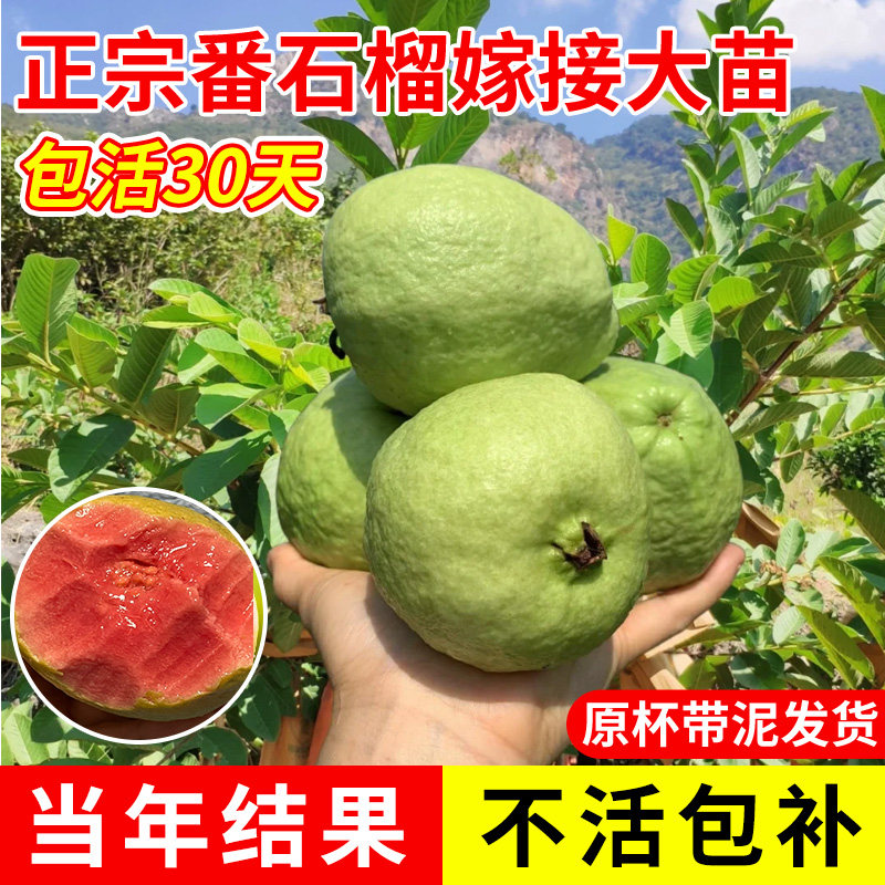 番石榴树果苗红心芭乐树苗南方种植庭院盆栽地栽当年结果四季果树