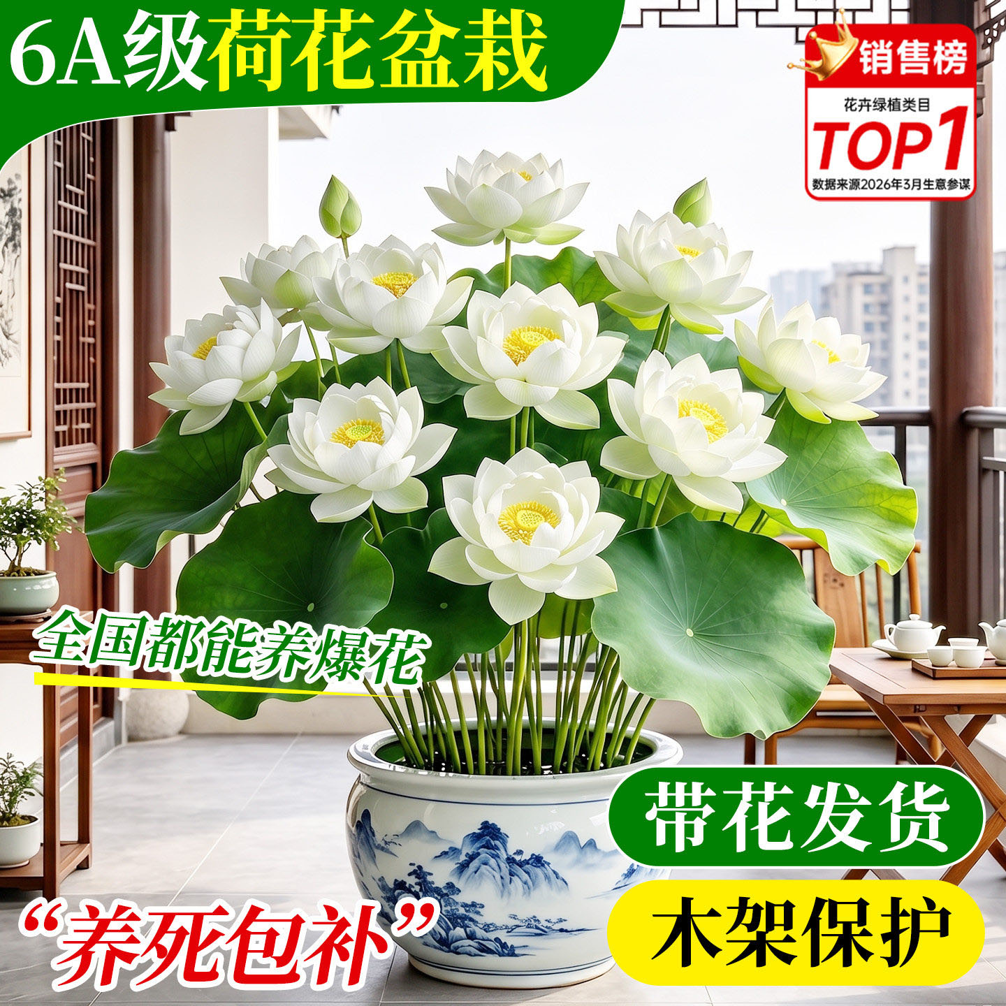 白色荷花盆栽水养观赏带花苞成品