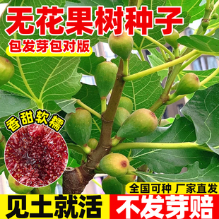无花果种子四季庭院播种易活耐寒蜜果种奶浆果文仙果树苗果树种子