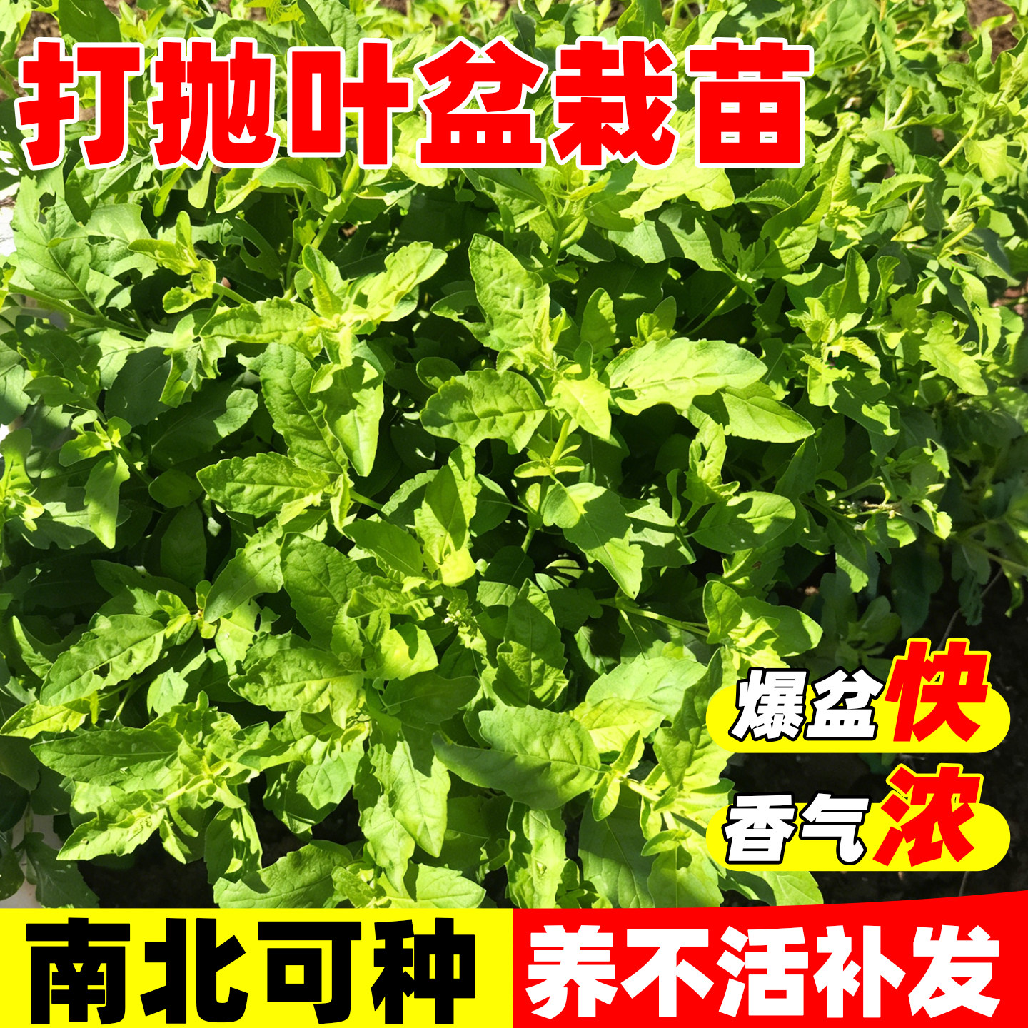 打抛叶盆栽四季种甲抛叶苗塔抛泰国打抛配菜塔抛叶嘎抛叶香草大苗
