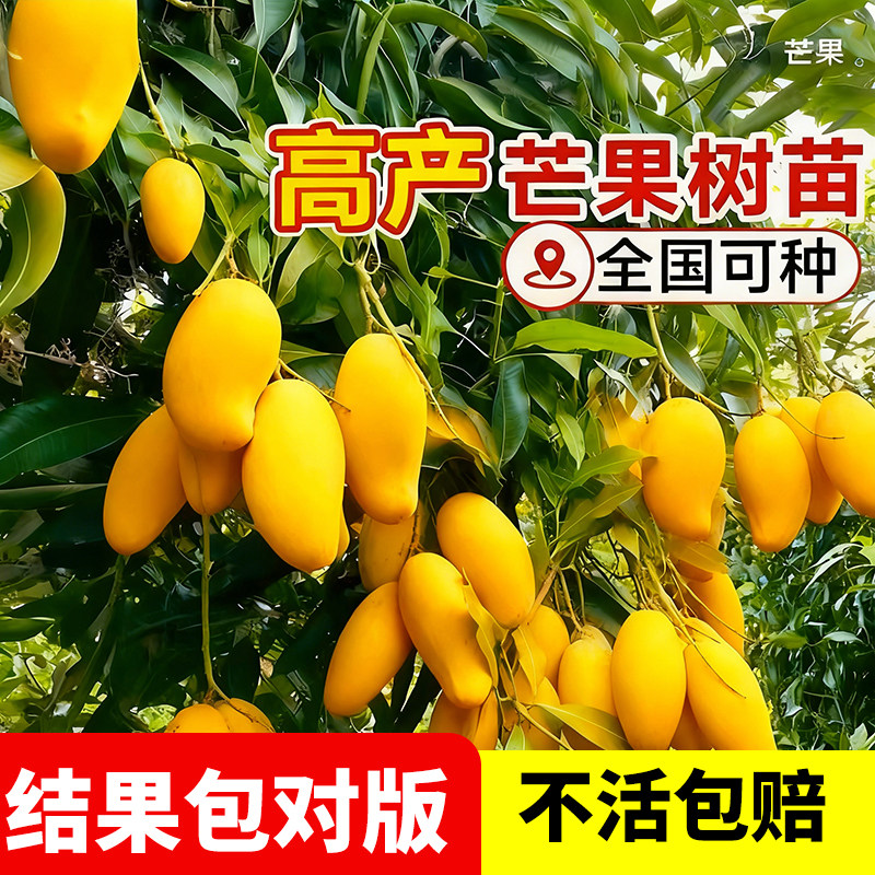 芒果苗树果苗嫁接四季贵妃芒果