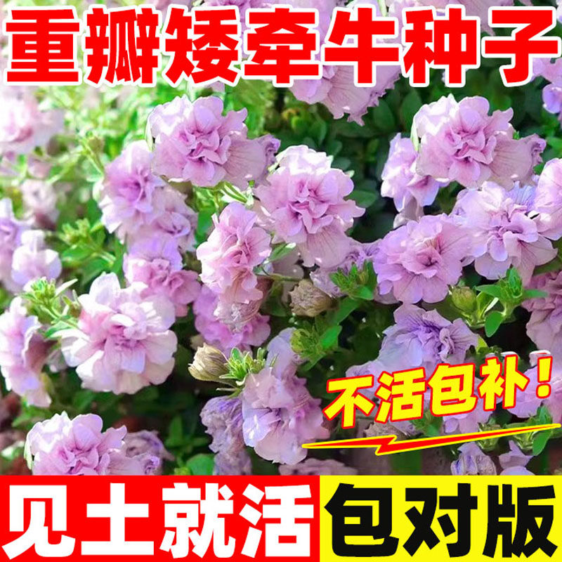 重瓣矮牵牛花花自己剥爬藤垂吊