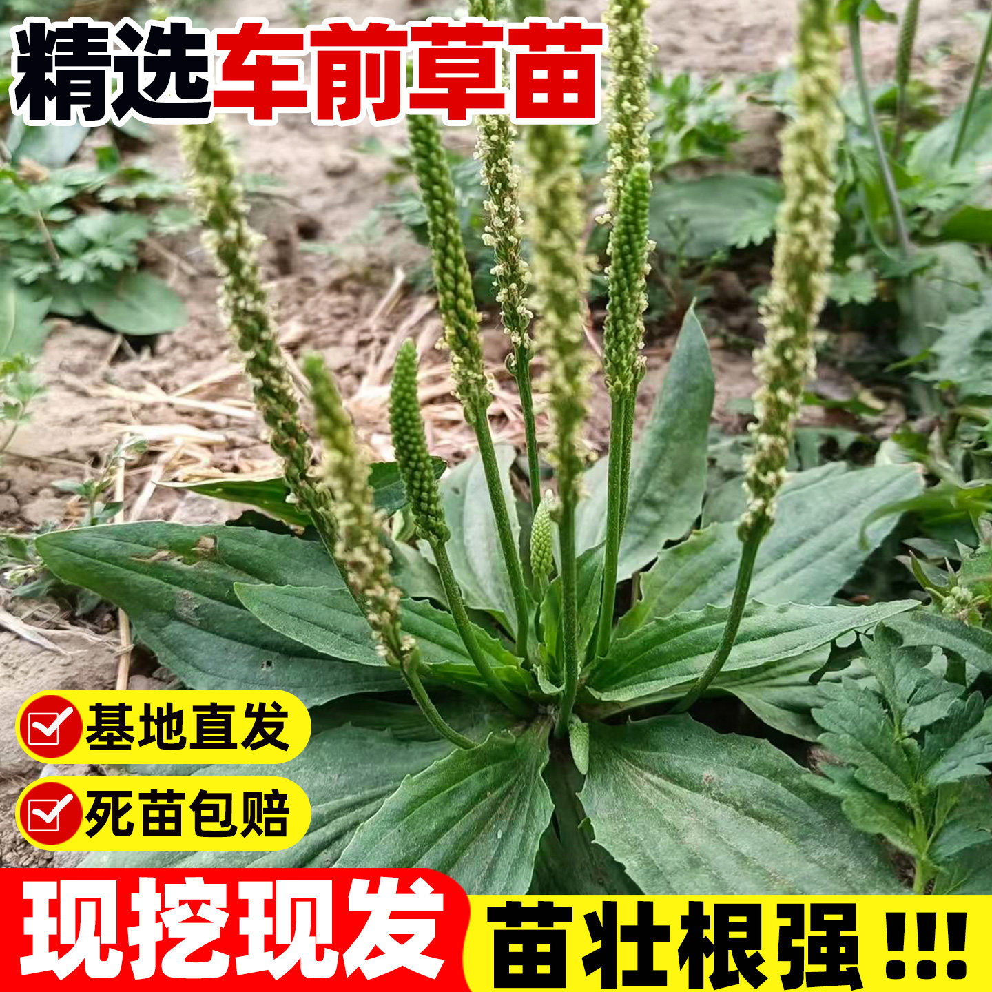 车前草苗可食用植物新鲜中草药老桩车钱大苗室外阳台庭院盆栽绿植