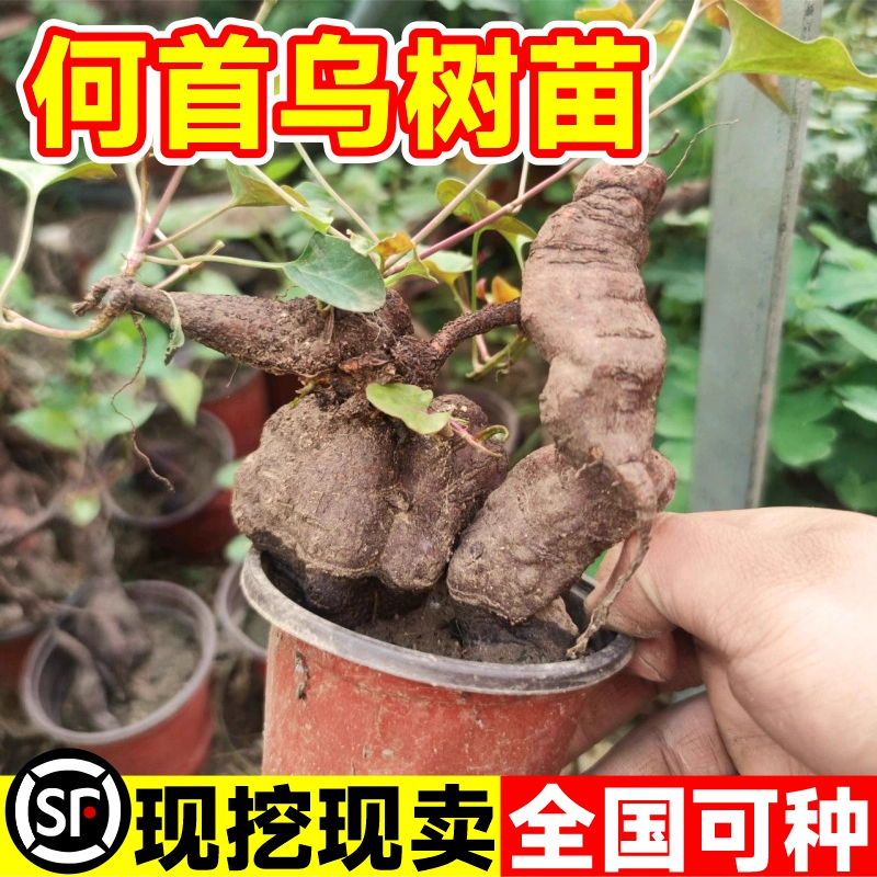 何首乌苗爬藤风水盆景苗耐寒何首乌种植苗中草药种植苗何首乌盆栽