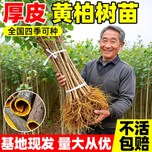正宗黄柏树苗批发厚皮大叶中药材植物造林绿化南北方种植四川产地