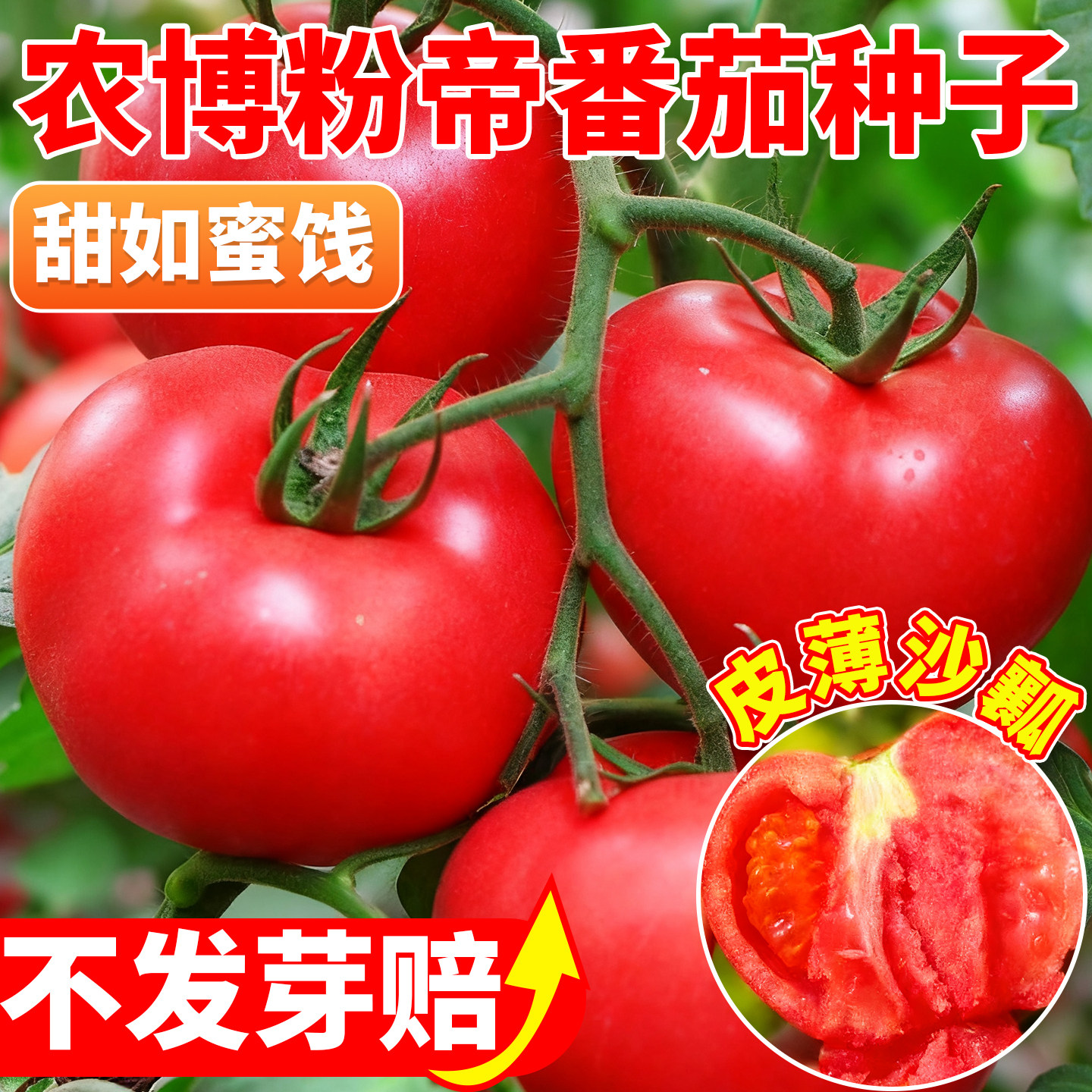 农博粉帝番茄种子老品种沙瓤大西红柿秧苗四季种菜苗普罗旺斯番茄