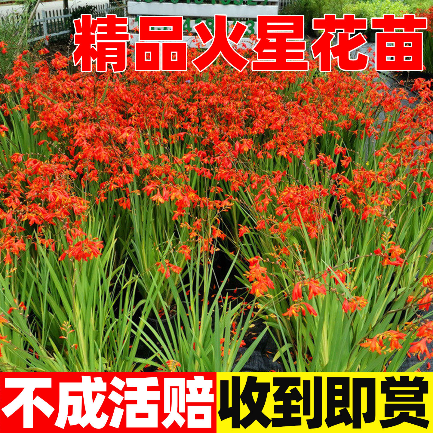 火星花苗盆栽花境植物耐热花雄黄兰火焰兰别墅花园庭院多年生宿根