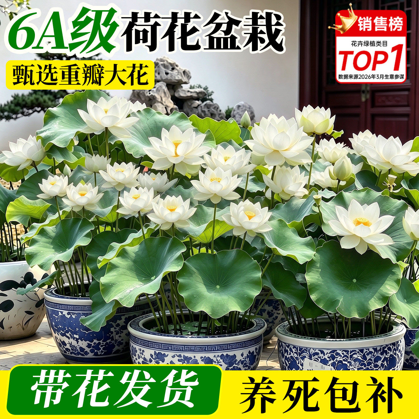 白色荷花盆栽水养观赏带花苞成品