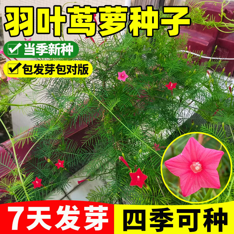 羽叶茑萝花种子庭院爬藤植物五角星花爬墙花盆栽阳台四季开花易活