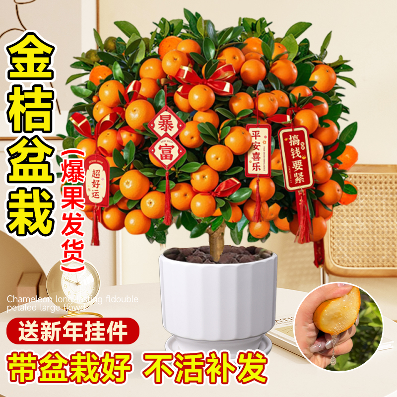 金桔树盆栽可食用带果四季桔客厅
