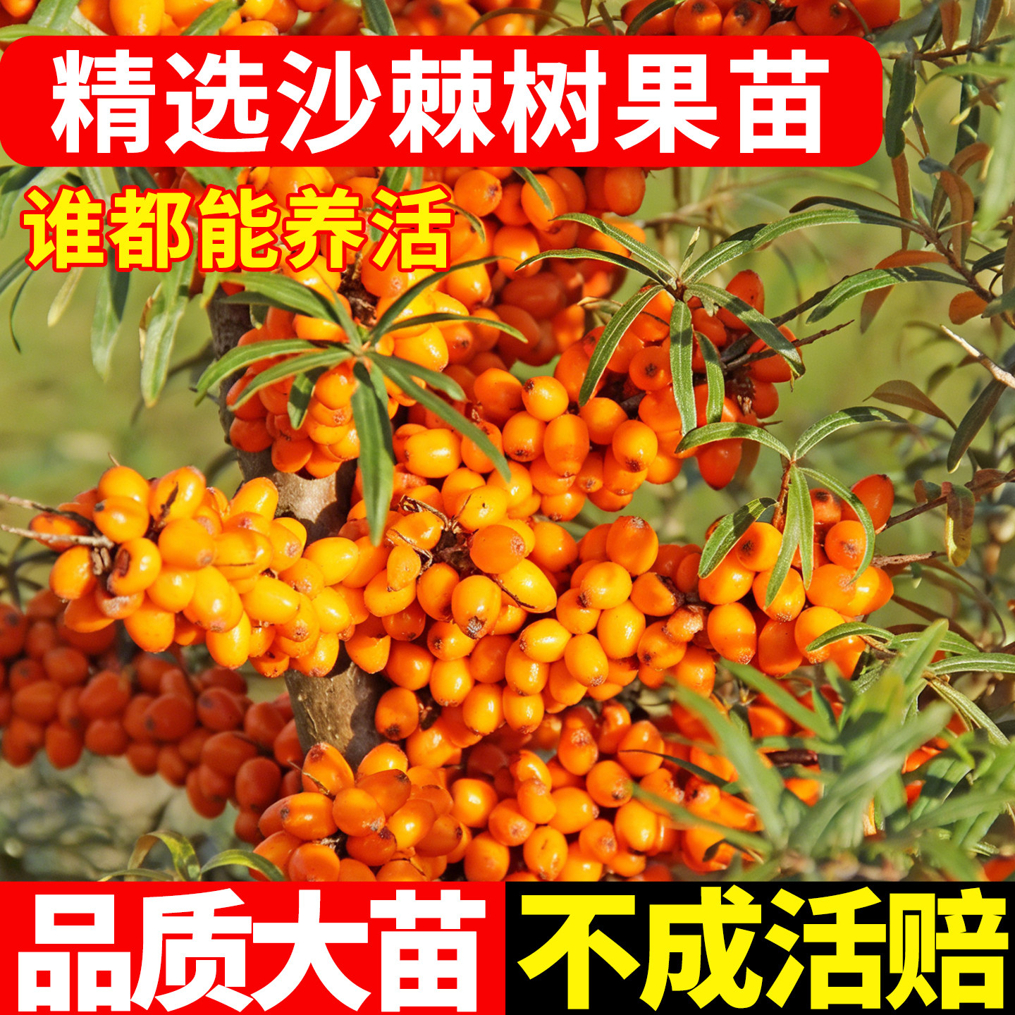 沙棘苗大果沙棘果火棘南北方盆栽深秋红沙枣酸刺醋柳果大尔卜兴
