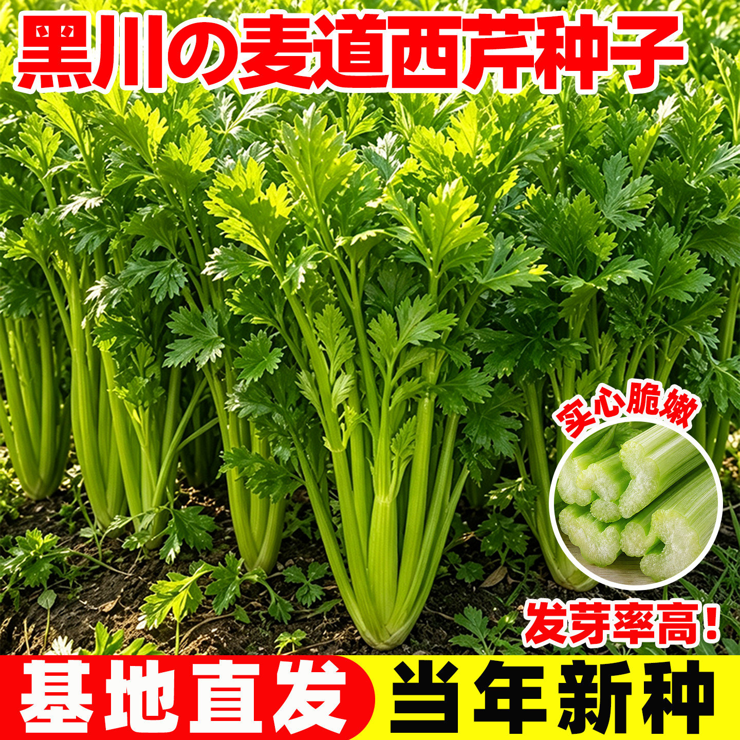 黑川麦道西芹种子四季播蔬菜种子