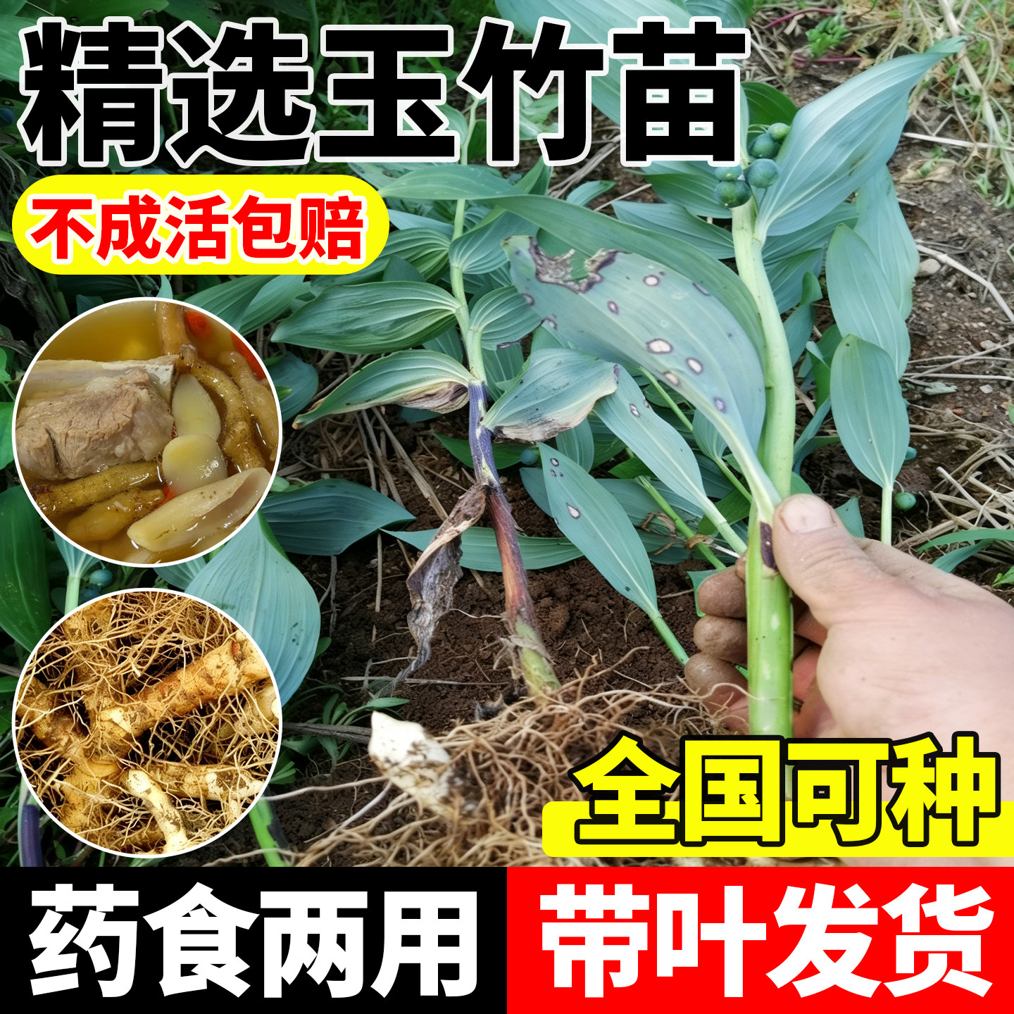玉竹种苗新鲜现挖玉竹苗盆景绿植中草药苗尾参苗玉竹带土原盆发货