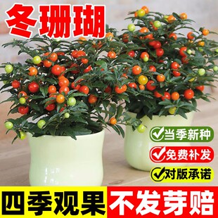 冬珊瑚种子四季易种吉庆果种籽阳台庭院室外盆栽观果植物珊瑚樱子
