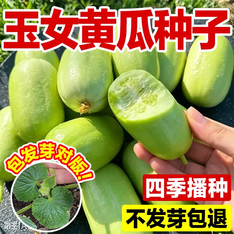 白玉脆嫩高产水果拇指玉女黄瓜四图片
