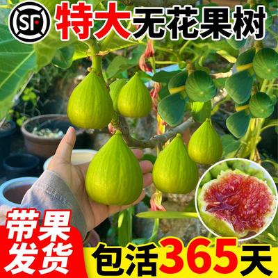 特大无花果树苗矮化盆栽南北
